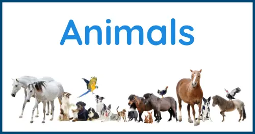 20 Questions - Animals