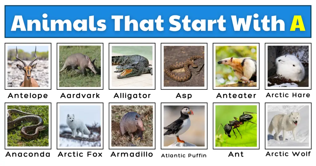 50 Awesome Animals That Start With A | Plus Fun Facts, Images, And A Quiz