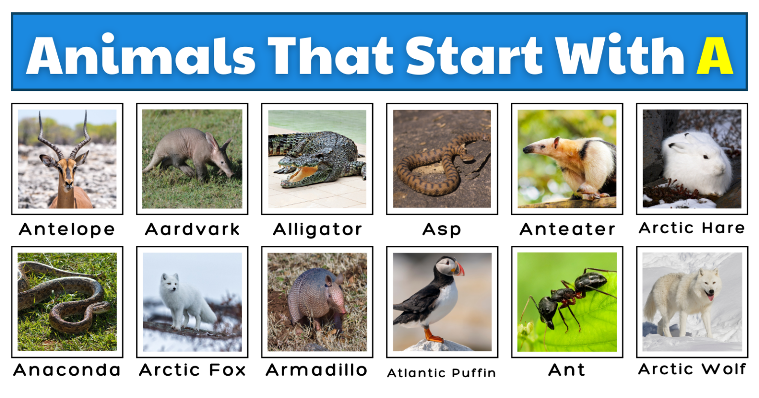 50 Awesome Animals That Start With A | Plus Fun Facts, Images, And A ...