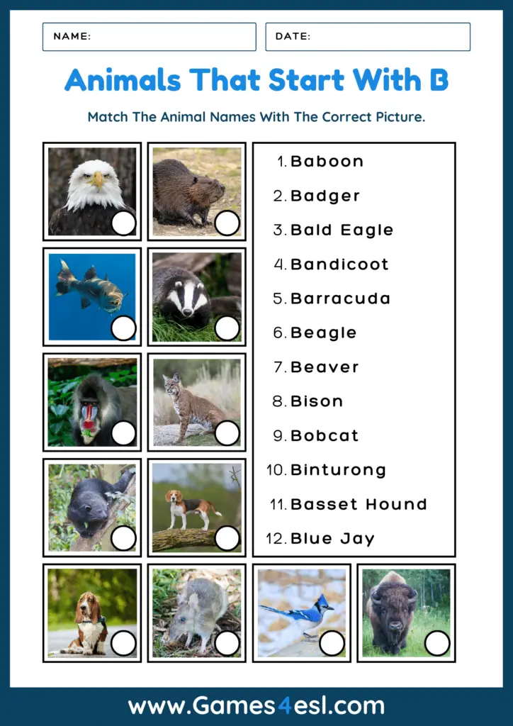 A worksheet for learning the names of animals that start with B. 