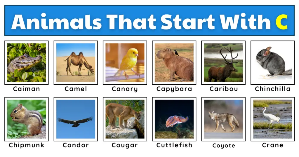 50 Curious Animals That Start With C | Plus Fun Facts, Worksheets, And A Quiz!