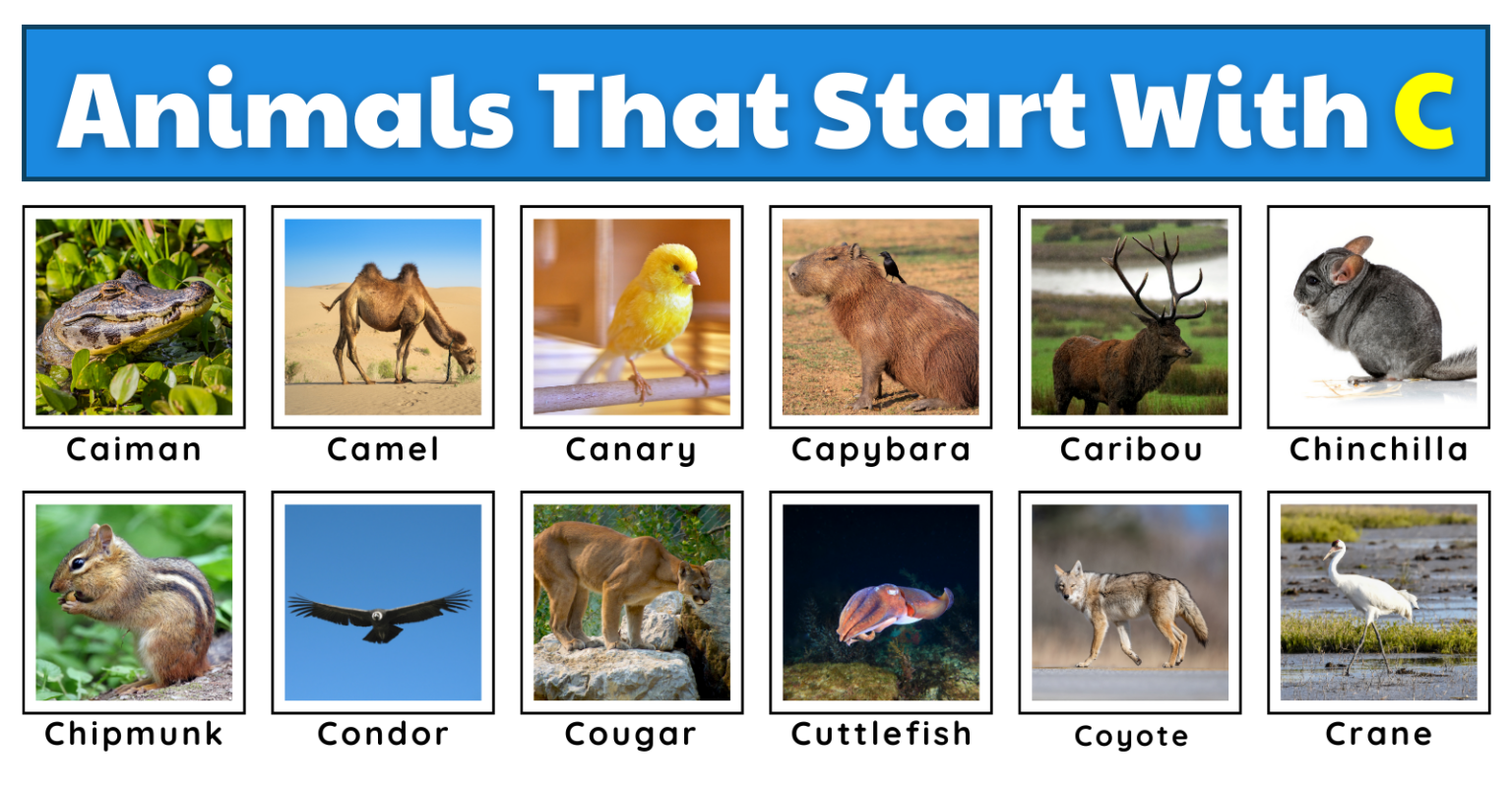 50 Curious Animals That Start With C | Plus Fun Facts, Worksheets, And ...