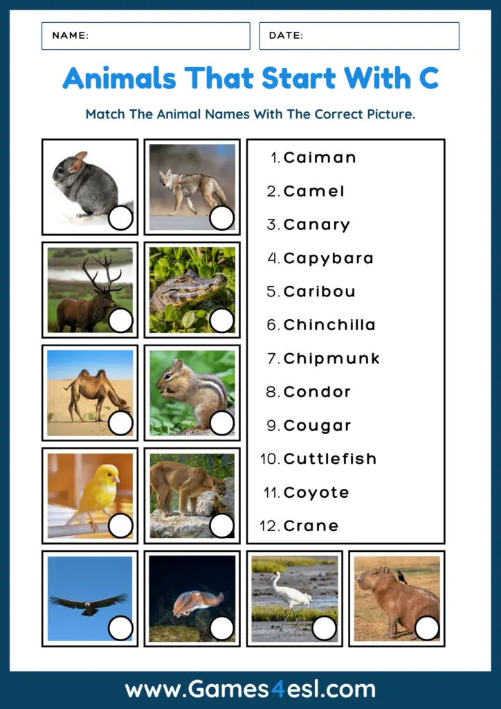Animals That Start With C With Pictures