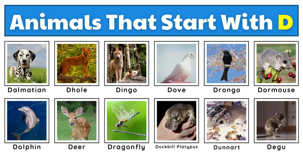 50 Distinctive Animals That Start With D | Plus Fun Facts, Worksheets, And A Quiz!