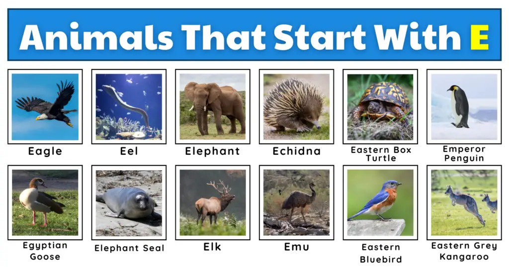 50 Exciting Animals That Start With E | Plus Fun Facts, Worksheets, And A Quiz!