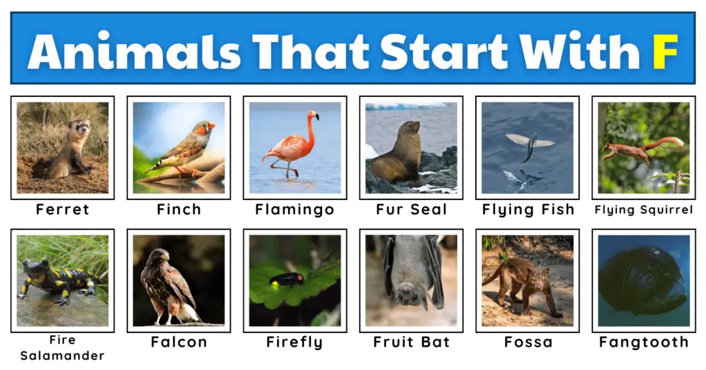 50 Fascinating Animals That Start With F | Plus Fun Facts, Worksheets, And A Quiz!