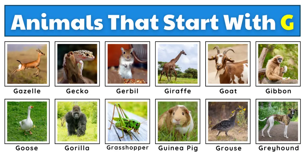 50 Animals That Start With G | Plus Worksheets, Fun Facts, And A Quiz!