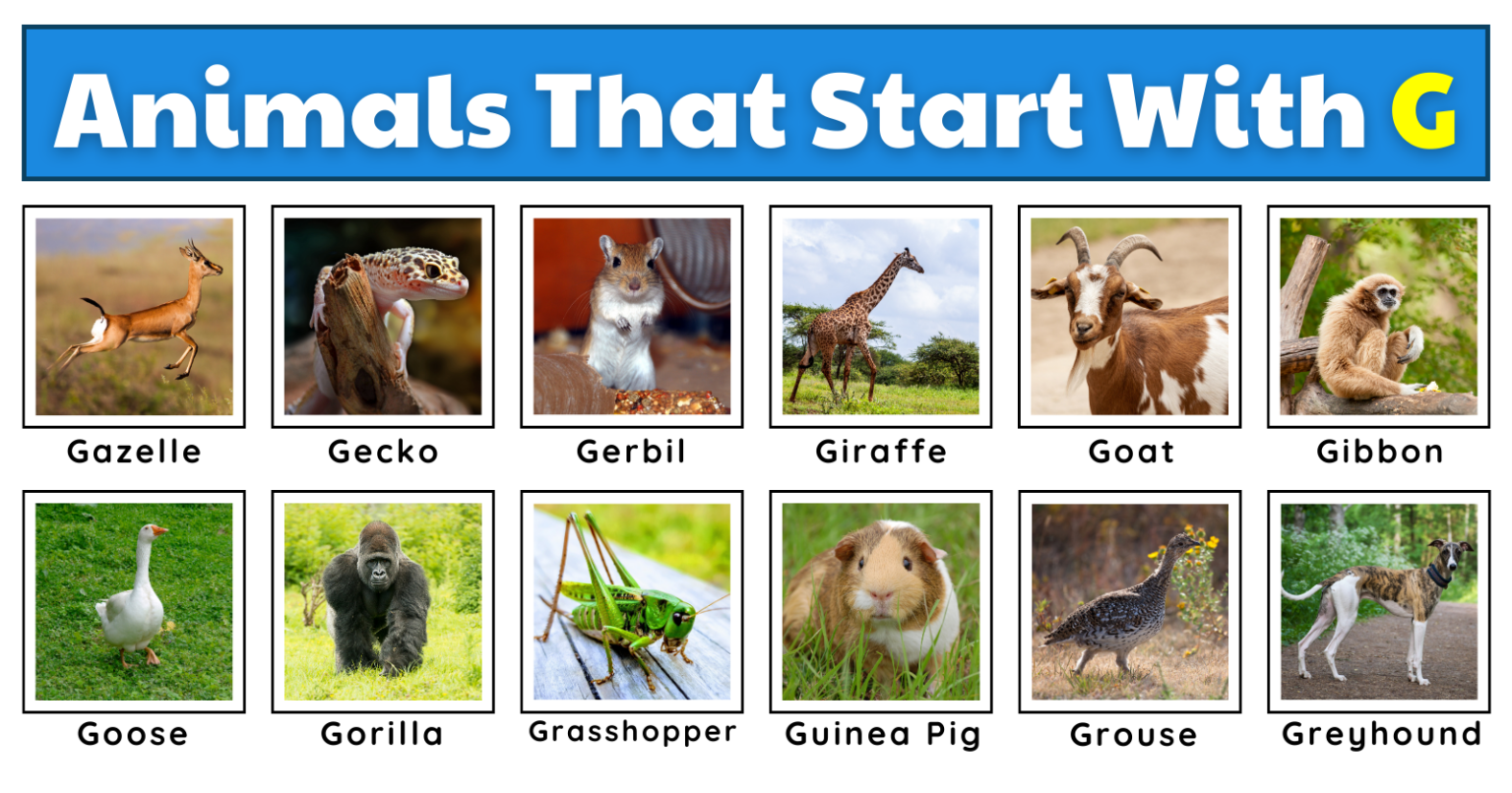 50 Animals That Start With G | Plus Worksheets, Fun Facts, And A Quiz ...