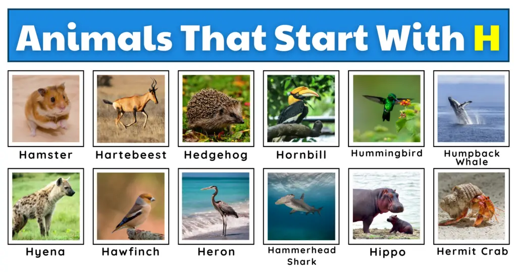 Animals That Start With H | List, Facts, Worksheet, And A Quiz!