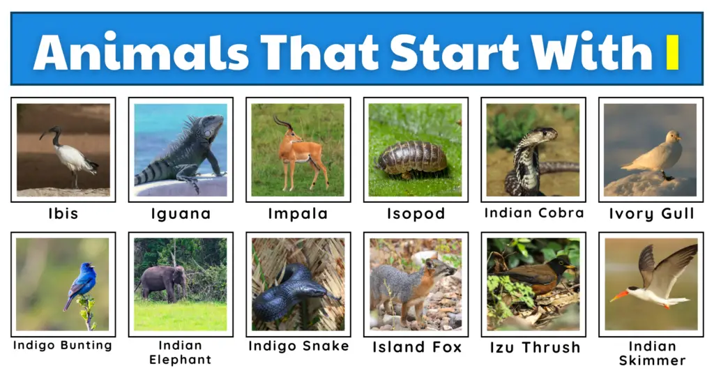 50 Incredible Animals That Start With I | List, Fun Facts, And A Worksheet