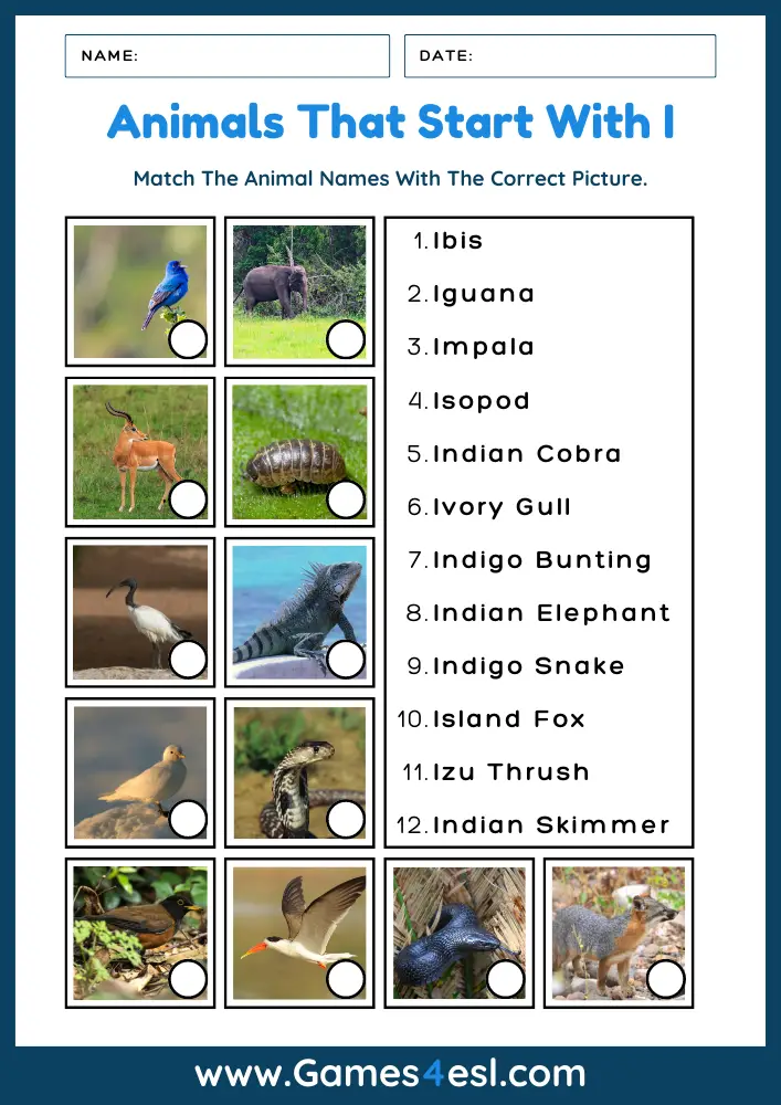 Animals That Start With I - Worksheet