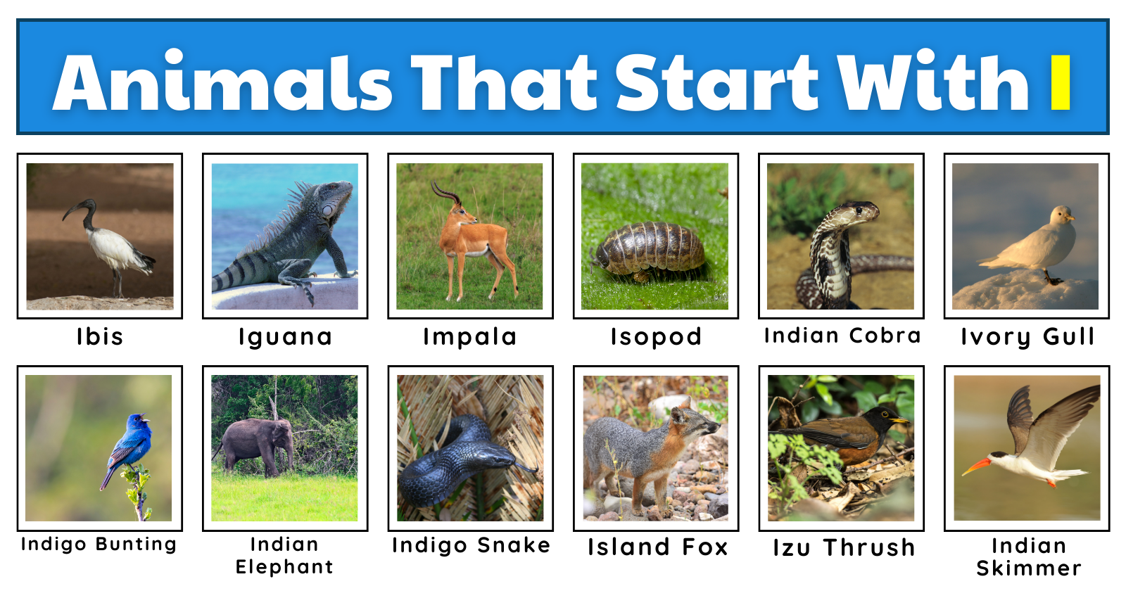 50 Incredible Animals That Start With I | List, Fun Facts, And A ...