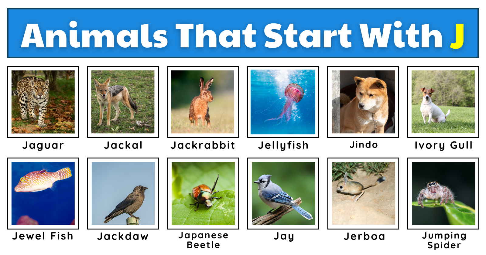 Animals That Start With J | List, Fun Facts, And A Free Worksheet ...