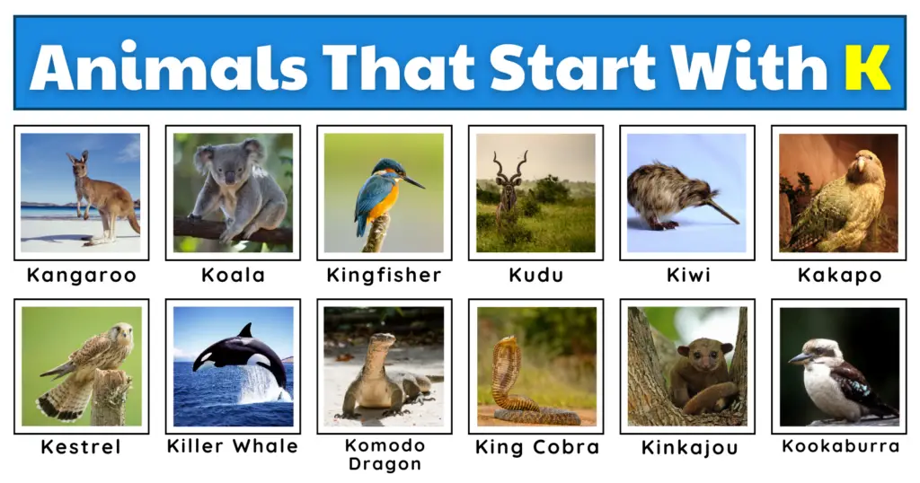 Animals That Start With K | List, Fun Facts, And A Free Worksheet!