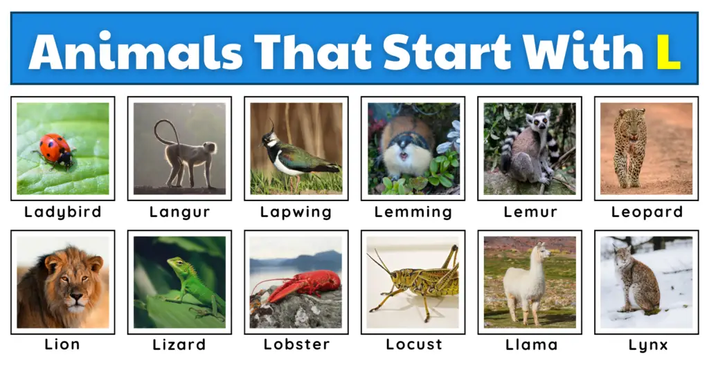 Animals That Start With L | List, Fun Facts, And A Free Worksheet