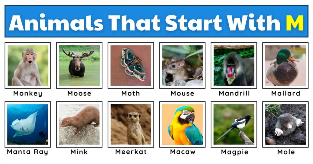 Animals That Start With M | Extensive List, Pictures, Fun Facts, And A Free Worksheet