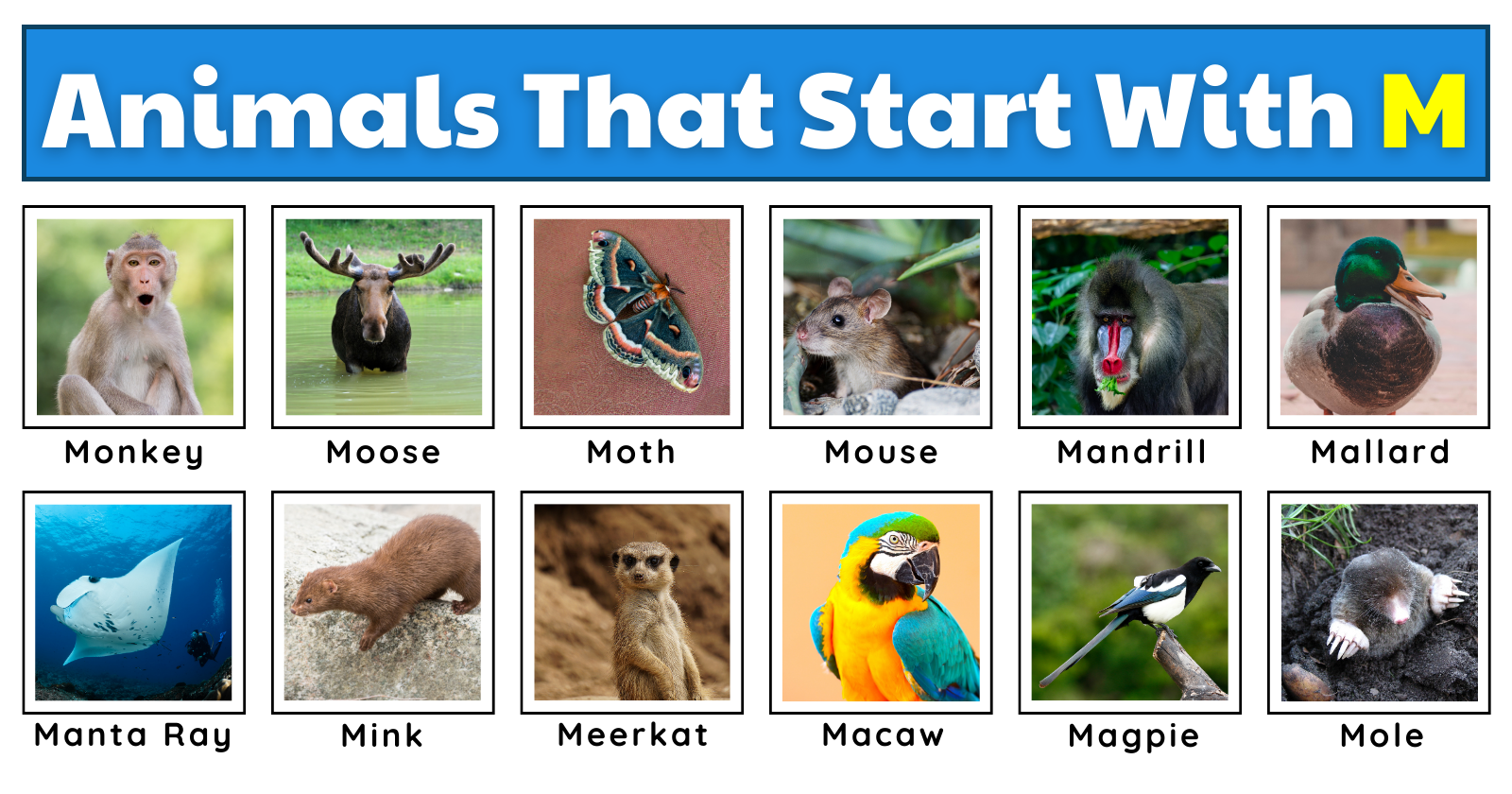Animals That Start With M