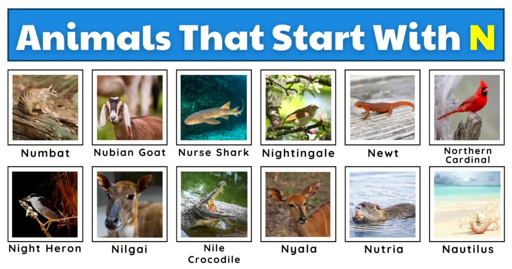 Animals That Start With N | Extensive List, Fun Facts, And A Free ...