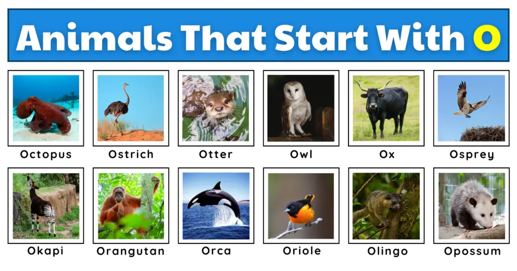 Animals That Start With O | List, Fun Facts, And A Free Worksheet