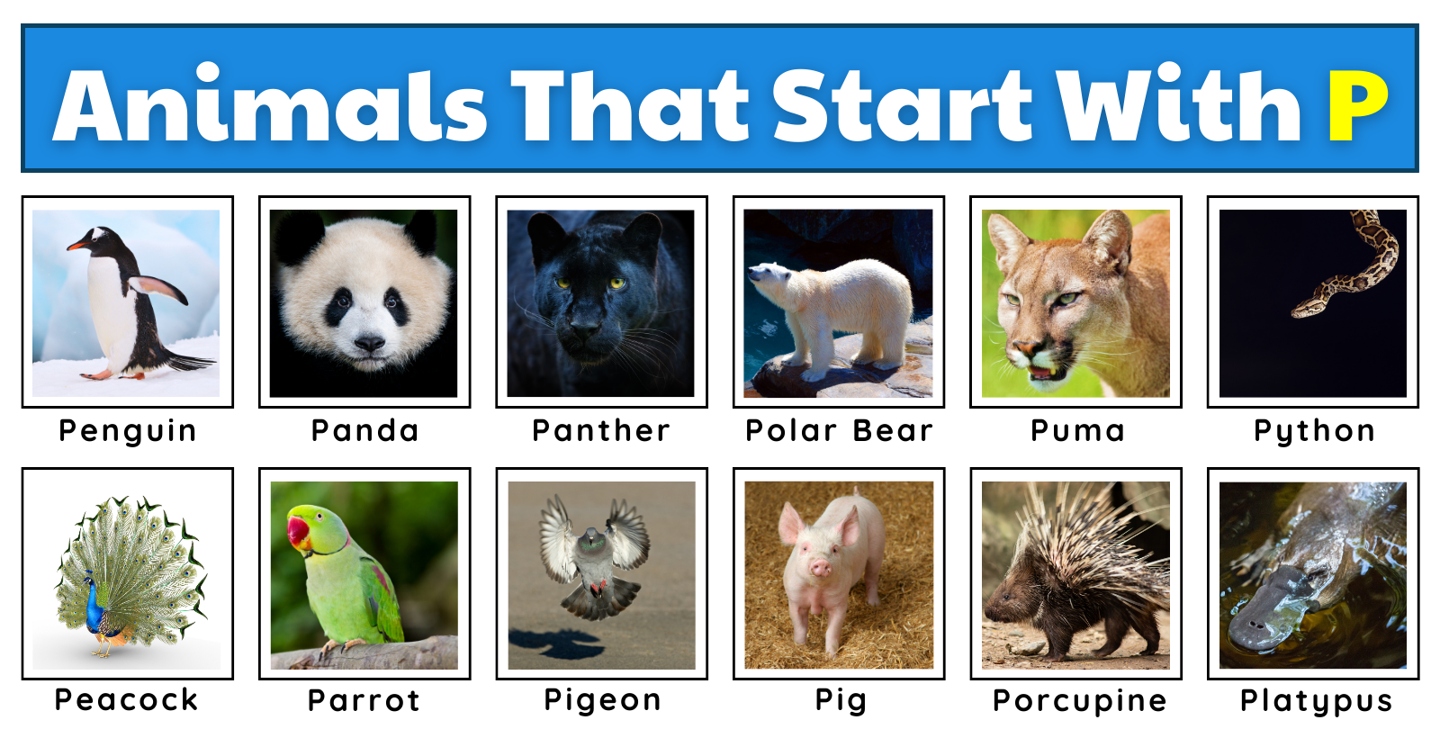 Animals That Start With P