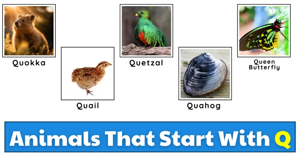 Animals That Start With Q | List And Fun Facts