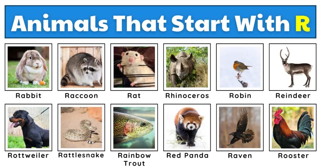 50 Animals That Start With R | List, Fun Facts, And A Free Worksheet
