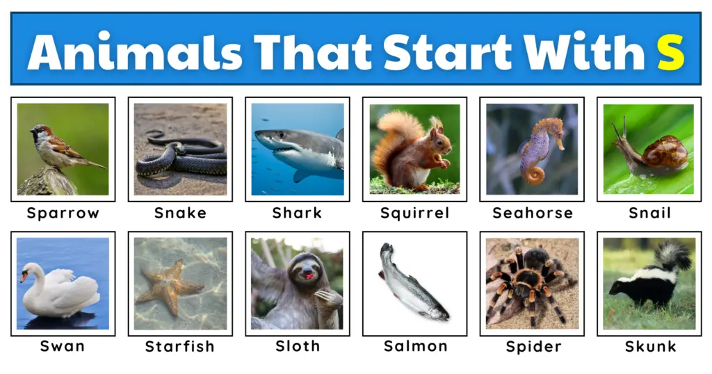 50 Superb Animals That Start With S | List, Fun Facts, And A Free Worksheet