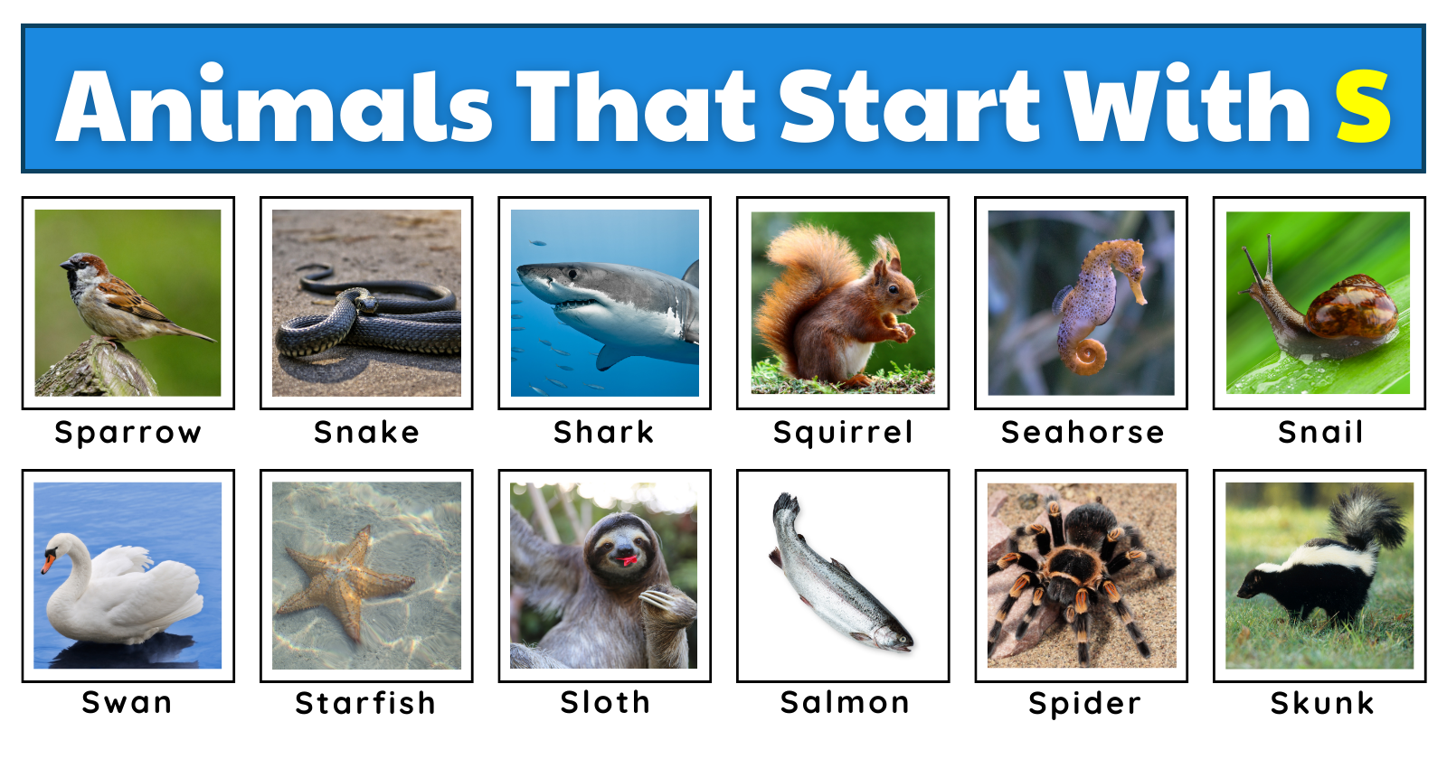 Animals That Start With S