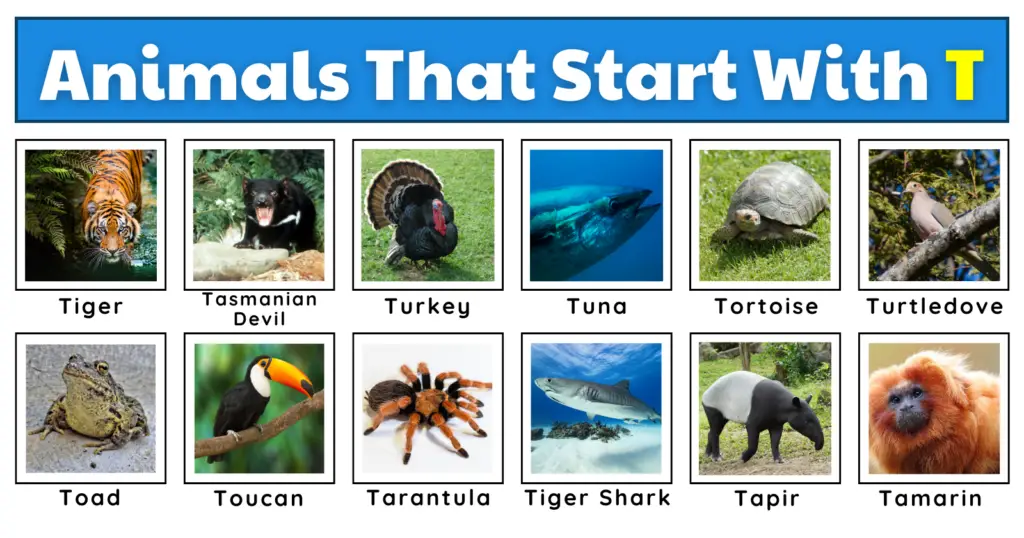 50 Tremendous Animals That Start With T | List, Fun Facts, And A Free Worksheet