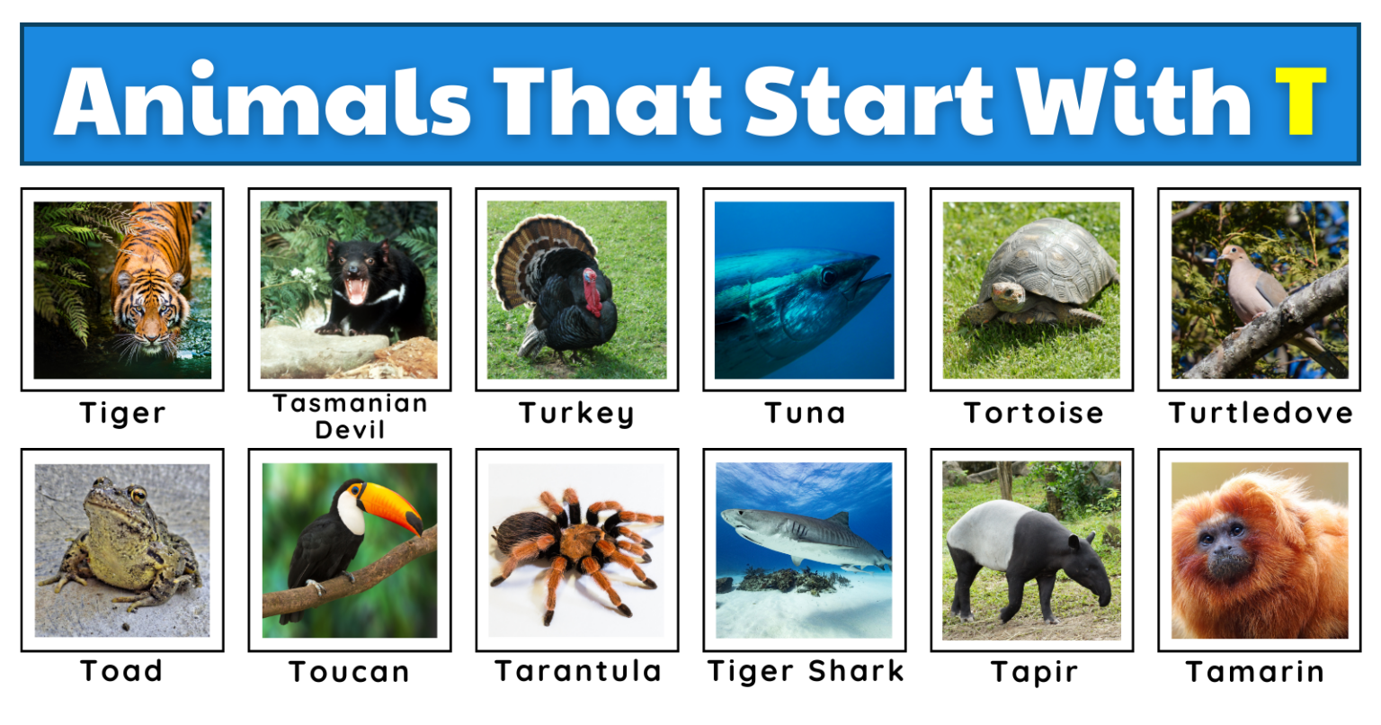 50 Tremendous Animals That Start With T | List, Fun Facts, And A Free ...