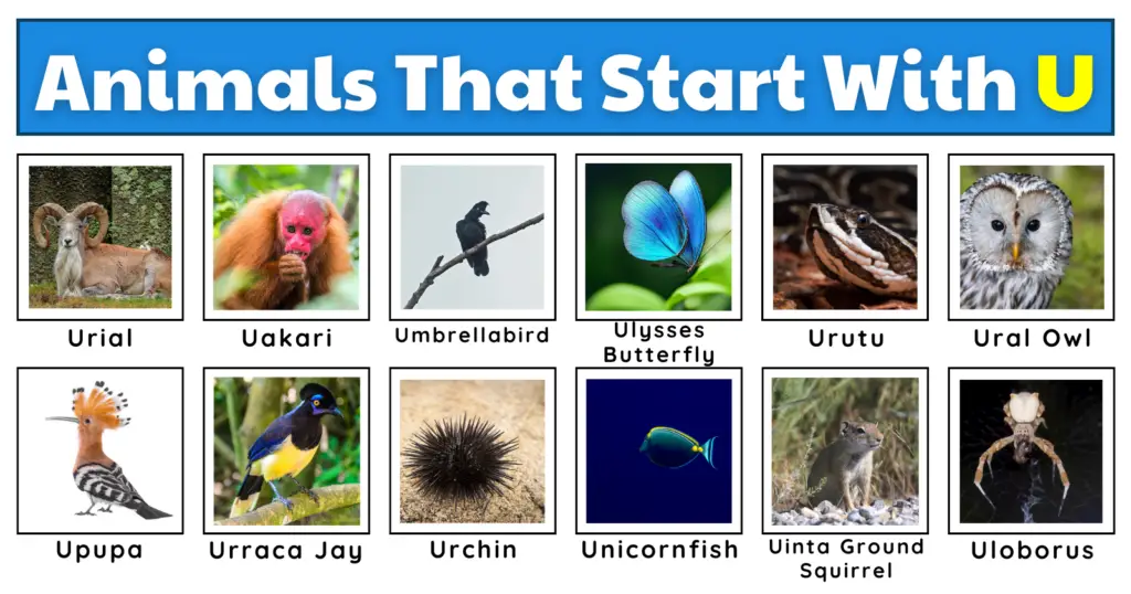 50 Unusual Animals That Start With U | List, Fun Facts, And A Free Worksheet
