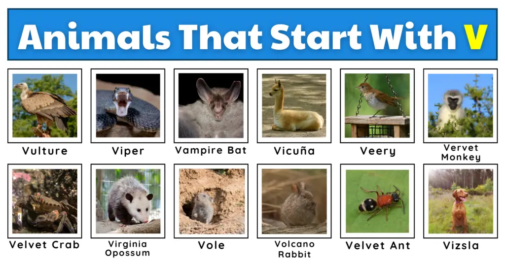 50 Vivid Animals That Start With V | List, Fun Facts, And A Free Worksheet