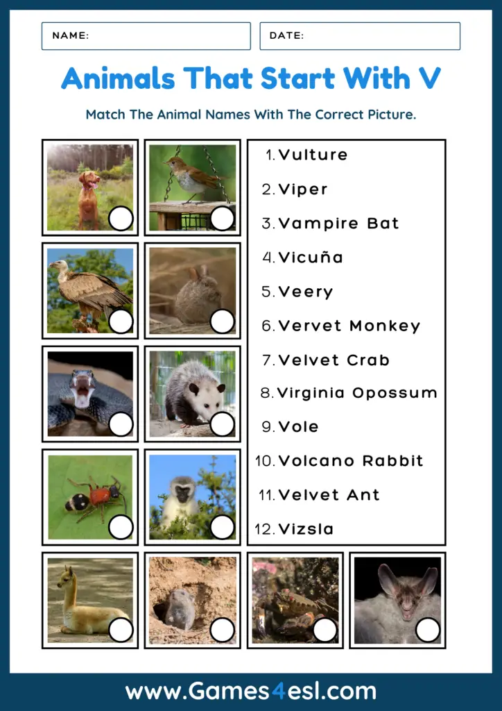 Animals That Start With V - Worksheet