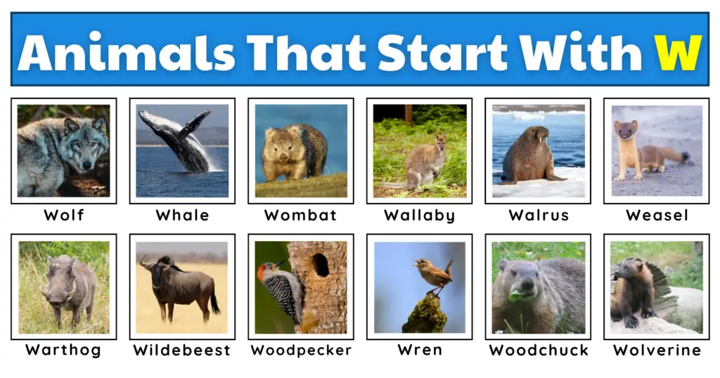 Animals That Start With W