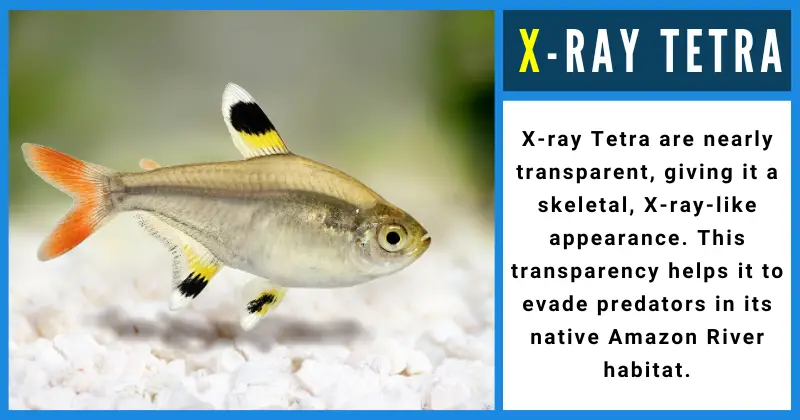 Animals That Start With X - X-ray Tetra