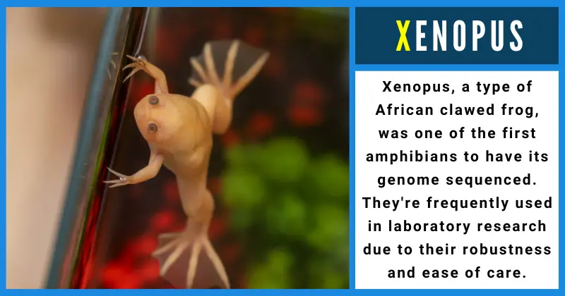 Animals That Start With X - Xenopus