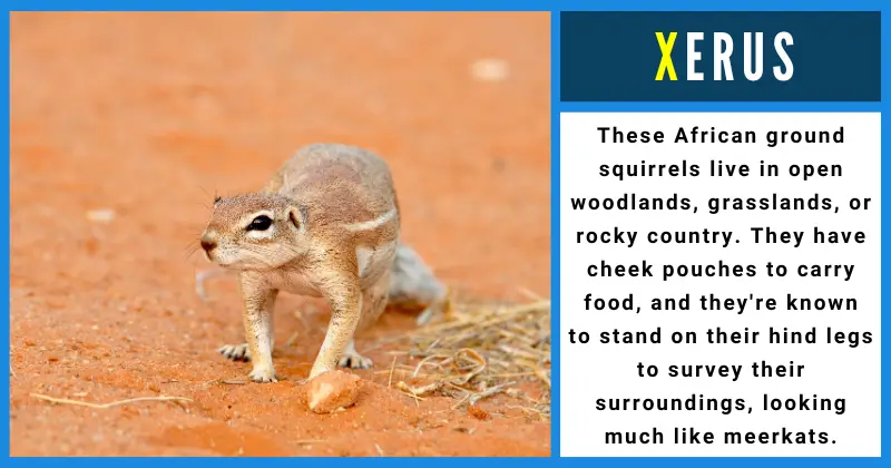 Animals That Start With X - Xerus