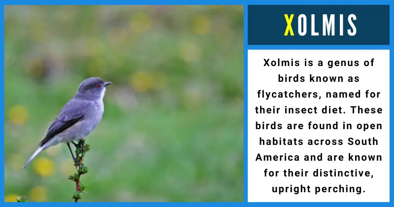 Animals That Start With X - Xolmis