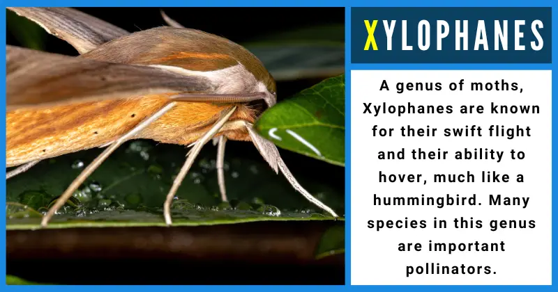 Animals That Start With X - Xylophanes