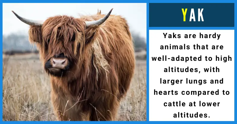 Animals That Start With Y - Yak