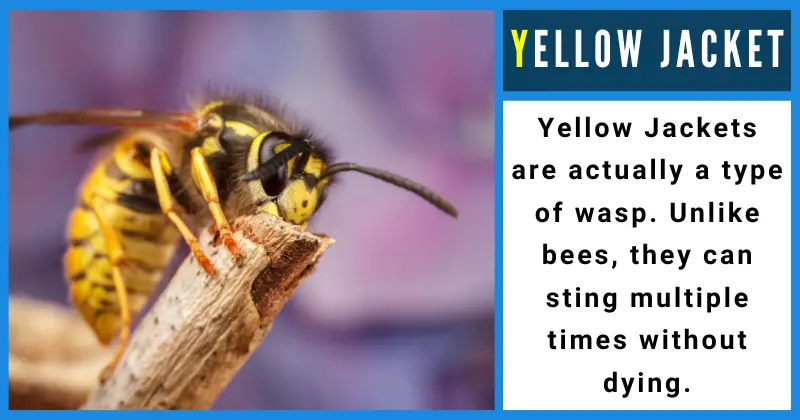 Animals That Start With Y - Yellow Jacket