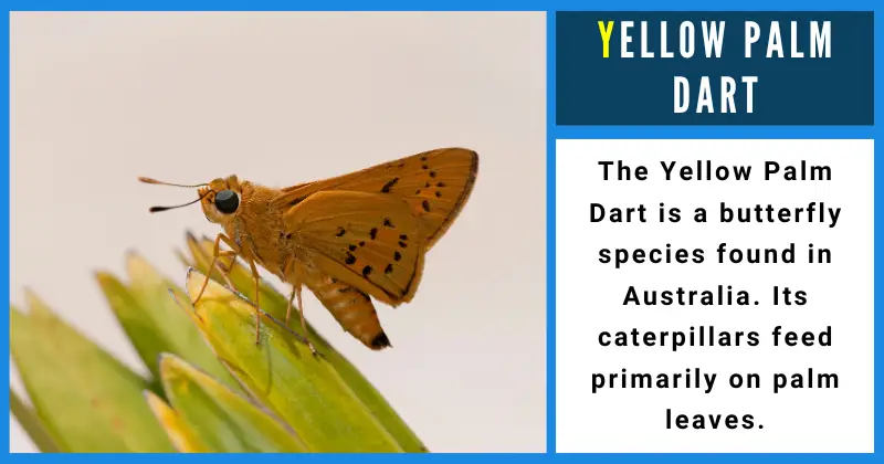 Animals That Start With Y - Yellow Palm Dart