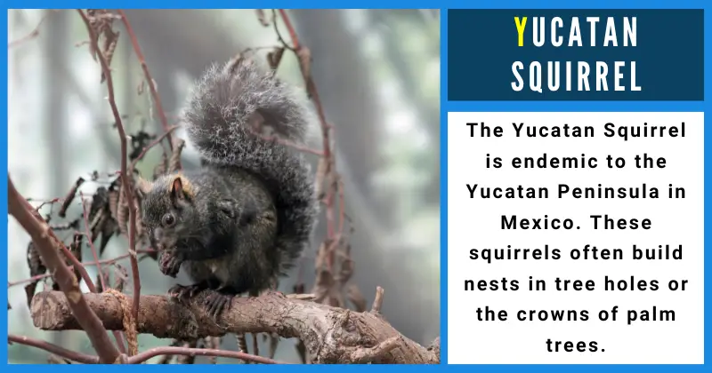 Animals That Start With Y - Yucatan Squirrel