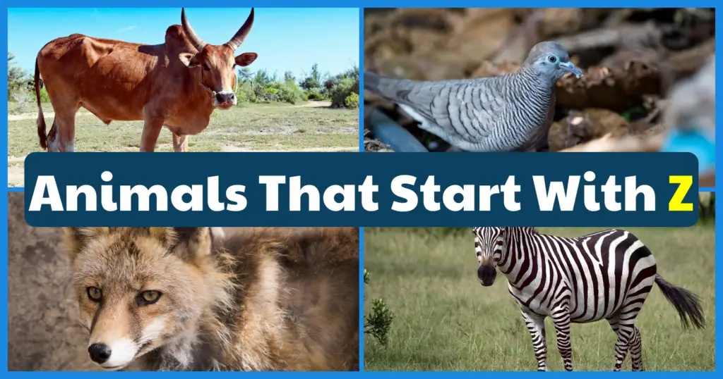 50 Animals That Start With Z | List, Fun Facts, And Pictures