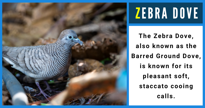 Animals That Start With Z - Zebra Dove