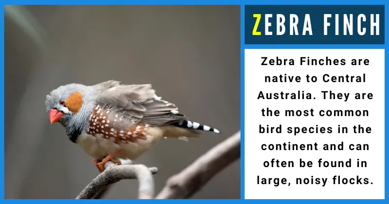 Animals That Start With Z - Zebra Finch