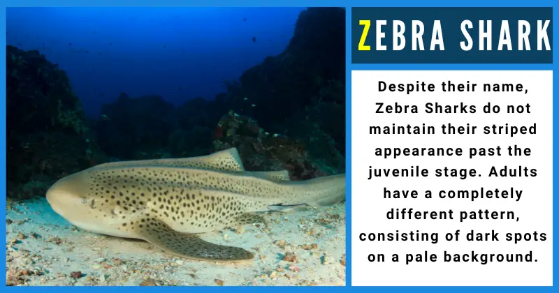 Animals That Start With Z - Zebra Shark