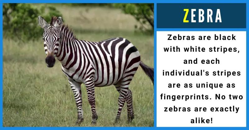 Animals That Start With Z - Zebra