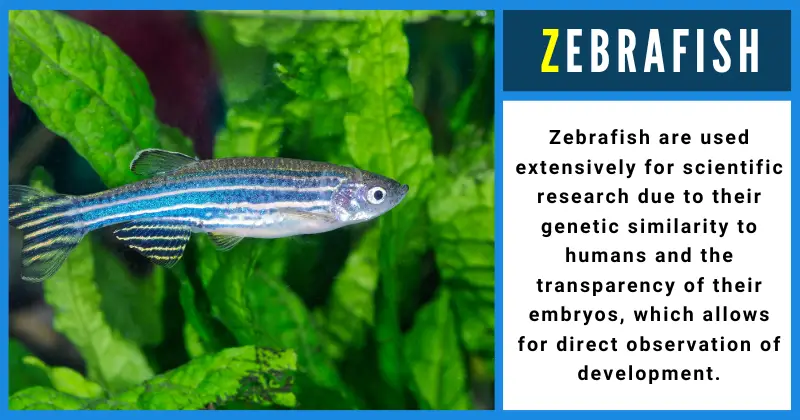 Animals That Start With Z - Zebrafish