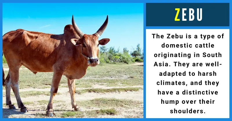 Animals That Start With Z - Zebu